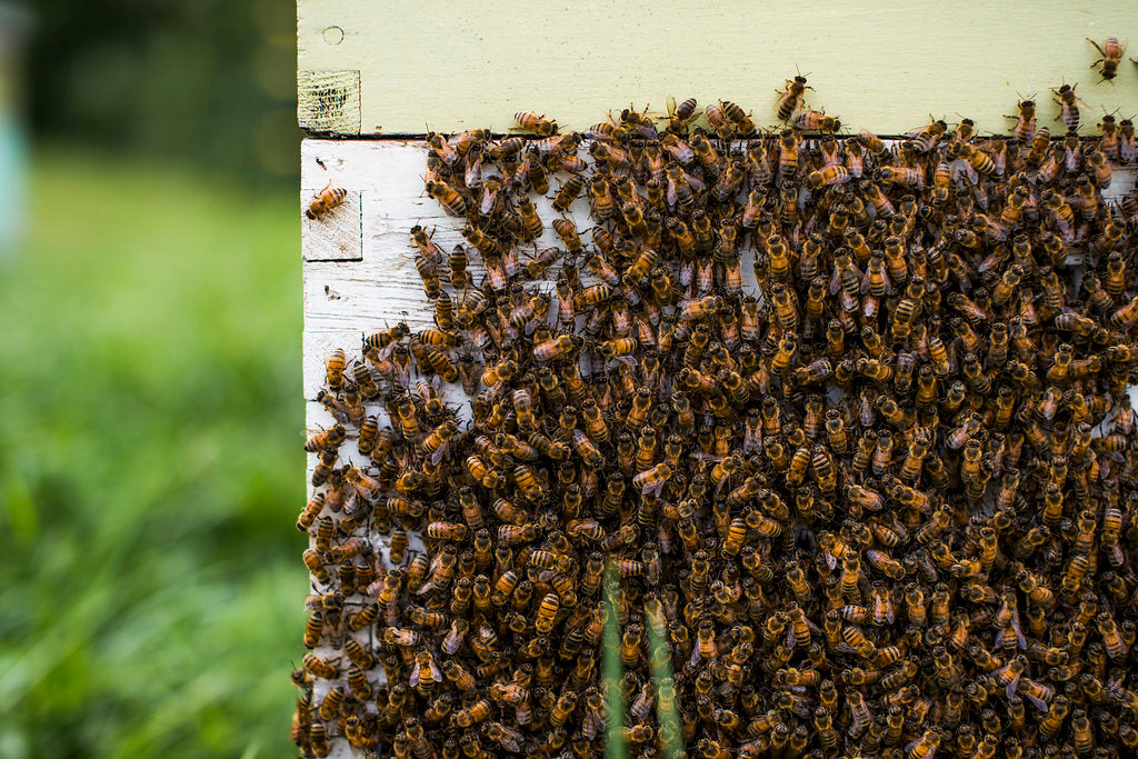 Beekeeping Tour - August 16, 2025