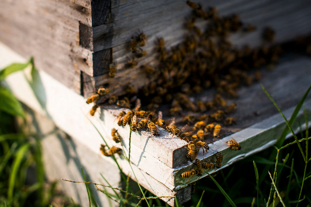 Beekeeping Tour - October 11, 2025