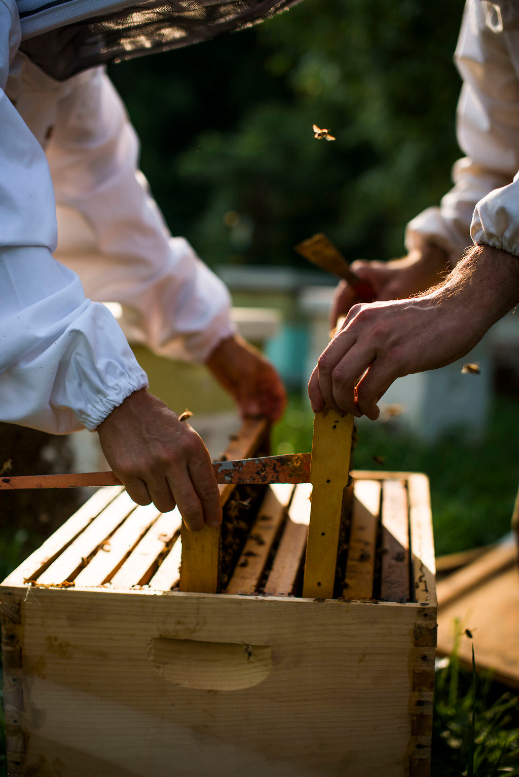 Apiary Tour Tickets - September 14, 2024