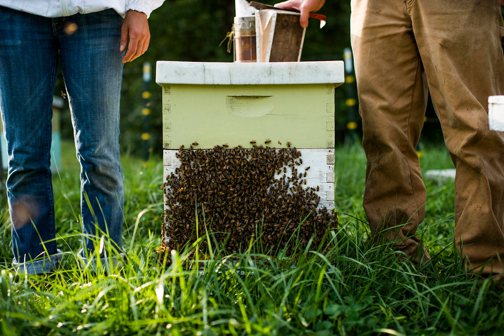 Beekeeping Tour - August 16, 2025