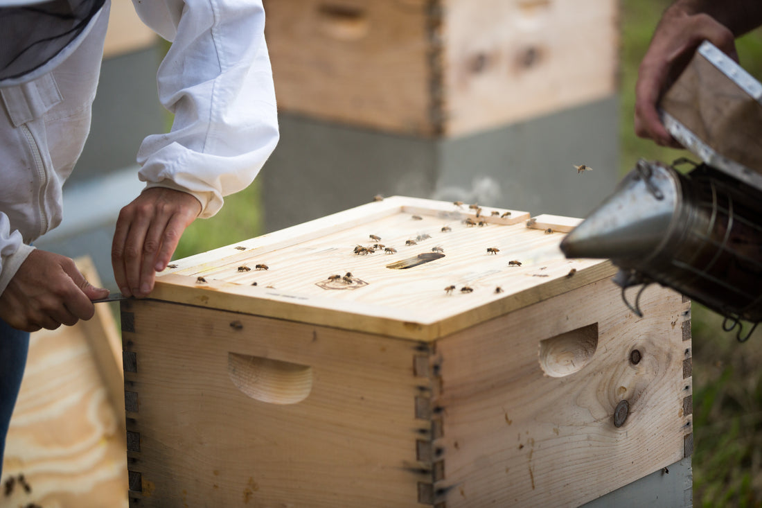 Beekeeping Tour - October 11, 2025