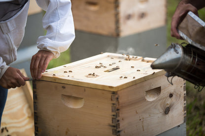 Beekeeping Tour - September 13, 2025